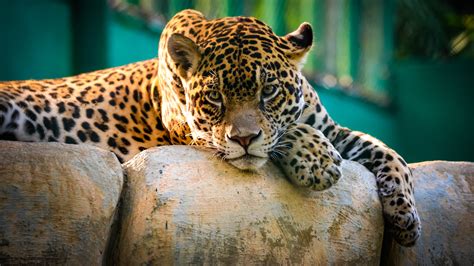 Nature Animals Wildlife Leopard Wallpapers Hd Desktop