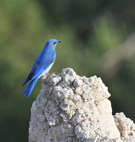 East Texas Birder On The Move Mountain Bluebirds And Wild Turkey In