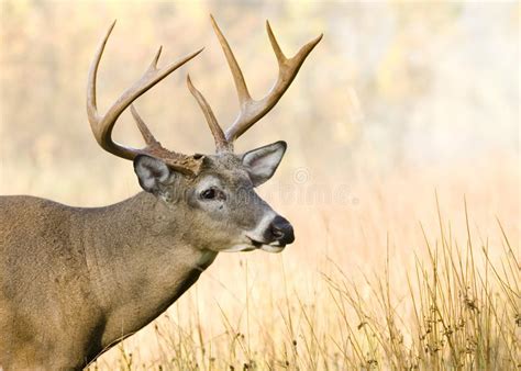 Side View Of Whitetail Deer Antlers Stock Image Image Of Schliepp