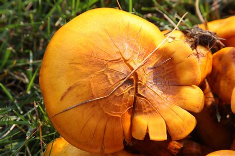Michigan Exposures Some Mushrooms