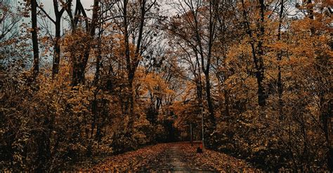 Road Between Trees · Free Stock Photo