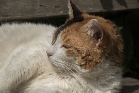 Cat Head Closeup Stock Photo Image Of Domestic Feline 247864350