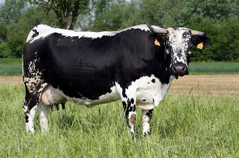 Vosgienne Cattle Cow Calf Cow