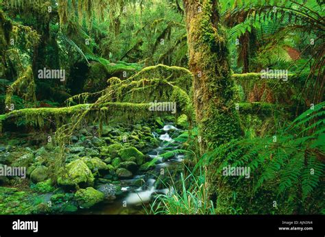 Temperate Rainforest Nr Milford Sound Fjordland National Park South