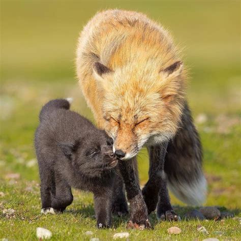 A Red Fox Kit Snuggles Close To Its Father For Some Bonding Time