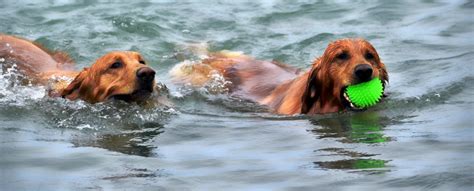 Free Images Beach Water Wet Animal Canine Summer Swim Pet