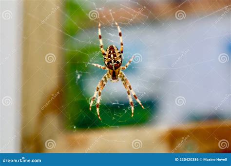 Orb Weaver Hanging In Web Stock Photo Image Of Waiting 230420386