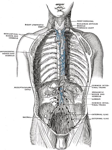 Lumbar Lymph Trunk