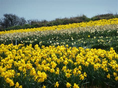 We did not find results for: Growing daffodils in the Tamar valley