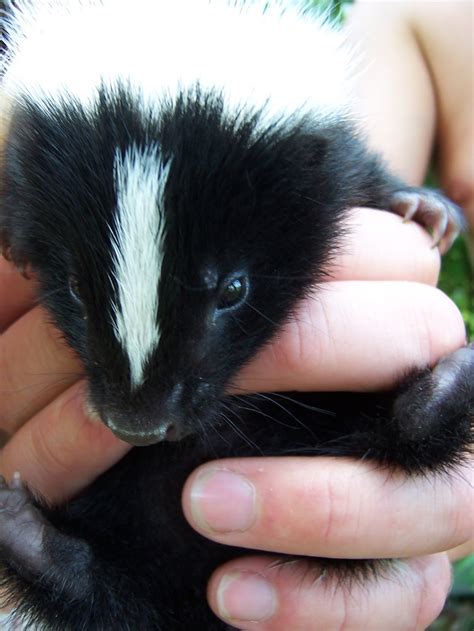 Baby Skunk Total Adorableness Look At His Little Teeth Super Soft