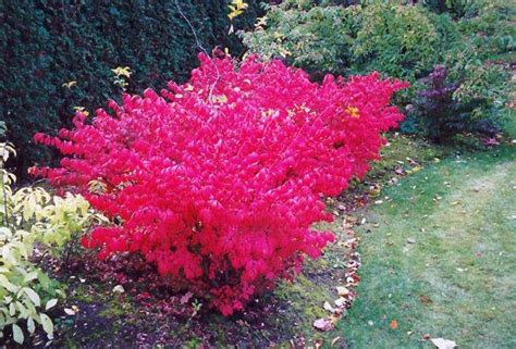 Burning Bush Hedges 5 Pc Dormant BARE Root Live Plant Free Etsy In