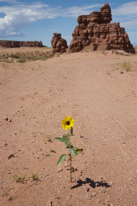 Wildflower In Utah Desert Free Stock Photo Public Domain Pictures