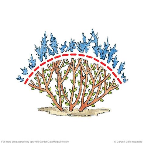 Perennial garden plans flower garden plans thuja blue chocolate decks and porches garden gates flower beds garden planning bird houses. Pruning Spirea | Pruning spirea, Spirea, Spirea shrub