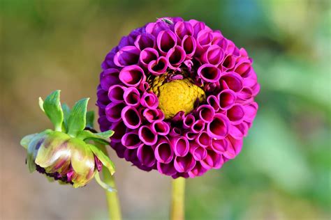 Dahlia Flower Meaning Spiritual Symbolism And More