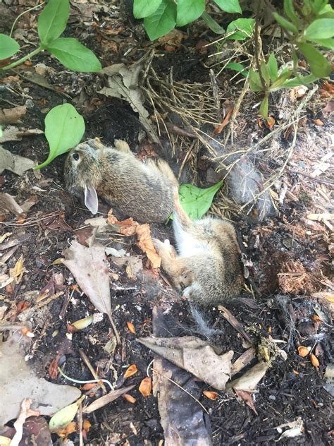 Jan 22, 2021 · a baby rabbit (kit) will cope in whatever way she can. Found a nest of baby rabbits, 3-4 we're dead, 2 or 3 were ...