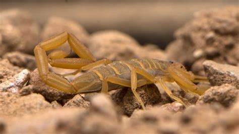 Common Facts About Bark Scorpions Burns Pest Elimination