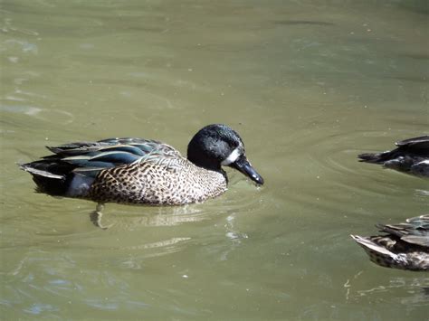 Blue Wing Teal Ducks For Sale