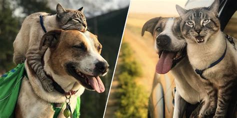 Dog And Cat Best Friends Travel Together And The Photos