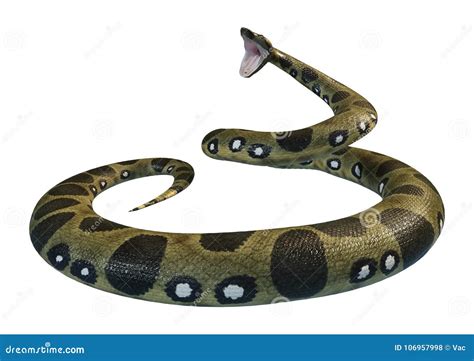 3d Rendering Green Anaconda On White Stock Illustration Illustration