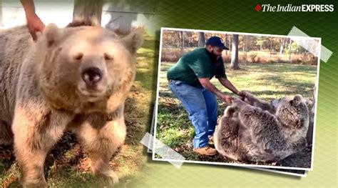 Viral Video Orphaned Bear Reunites With Caretaker Who Cared For Her As A Cub Trending News