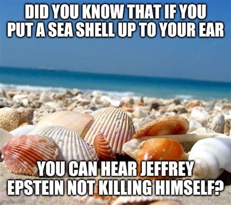 Sea Shells Imgflip