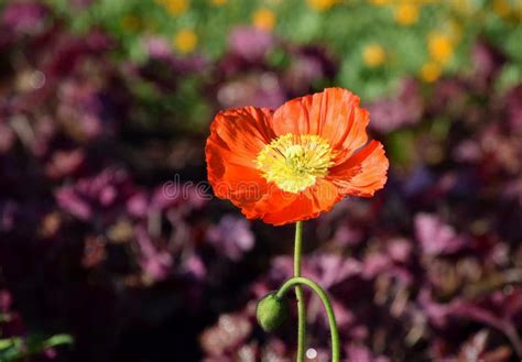 Red Arctomecon Merriamii Poppy Flower Blooming In Garden Stock Image