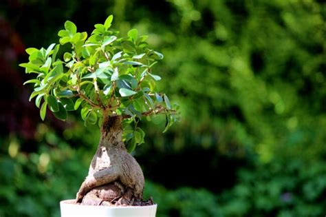 11 Types Of Bonsai Trees That Are Best For Beginners How To Shop For