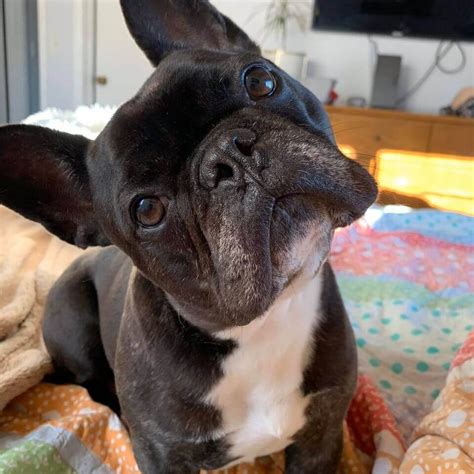 Chicago rescue refuses to hand over 15 puppies to be flown ...
