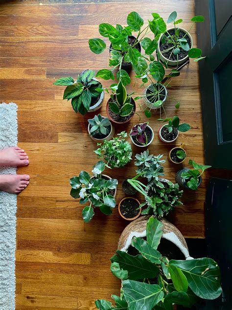 How To Choose The Correct Houseplants Eathappyproject