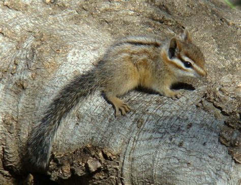 Cliff Chipmunk Mammals Of The Kaibab National Forest · Inaturalist