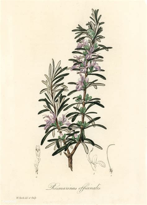 Rosemary Rosmarinus Officinalis Illustration From Medical Botany
