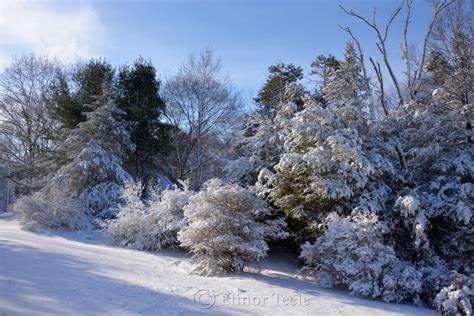 New England Woods February Snow 2016 Annisquam Ma 4 Squam Creative