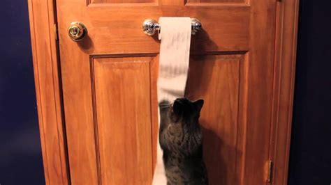 Cute Funny Cat Unrolls Toilet Paper Youtube