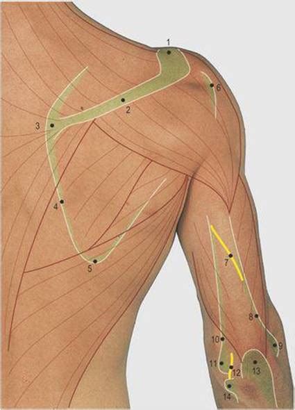 Upper Limb Surface Anatomy 4 Edition