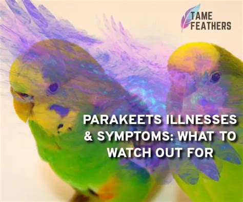 Parakeets Illnesses And Symptoms What To Watch Out For Tame Feathers