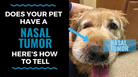 Does Your Pet Have A Nasal Tumor Heres How To Tell Vlog 117 Youtube