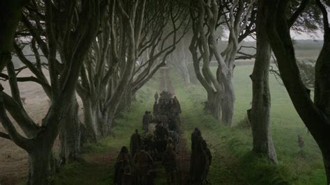 The Dark Hedges Northern Ireland Why I Wont Visit Again Reef Recovery