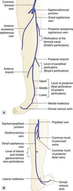 Lower Extremity Vein Anatomy Gsv Vein Anatomy Leg Vein Anatomy Vein
