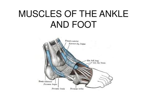 Ppt Muscles Of The Ankle And Foot Powerpoint Presentation Id152691
