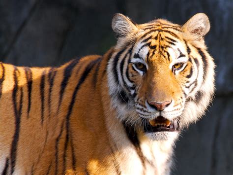 Tiger Hd Wallpapers Hd Wallpapers Id 460