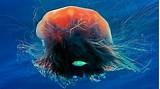 Lion's mane jellyfish (cyanea capillata) are named for their showy, trailing tentacles reminiscent of a lion's mane. Lions Mane Jellyfish - Bing Wallpaper Download