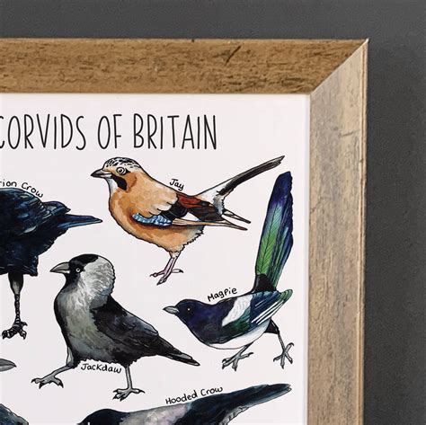 Corvids Of Britain Wildlife Watercolour Print By Alexia Claire