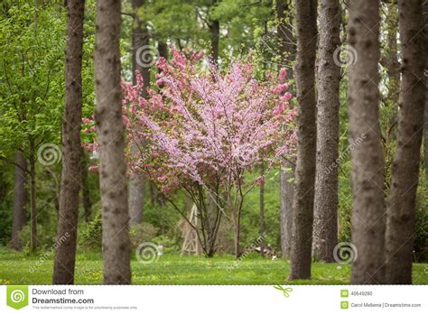 Large clusters of fragrant orchids, each about 2 inches wide. Flowering Dogwood And Redbud Trees In A Pine Forest ...
