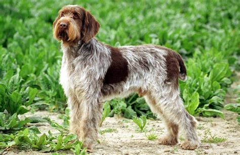 Spinone Italiano Everything You Need To Know Pettime