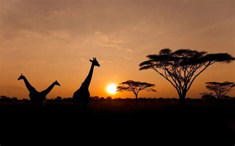 What's an African Safari Like? - Brand g Vacations