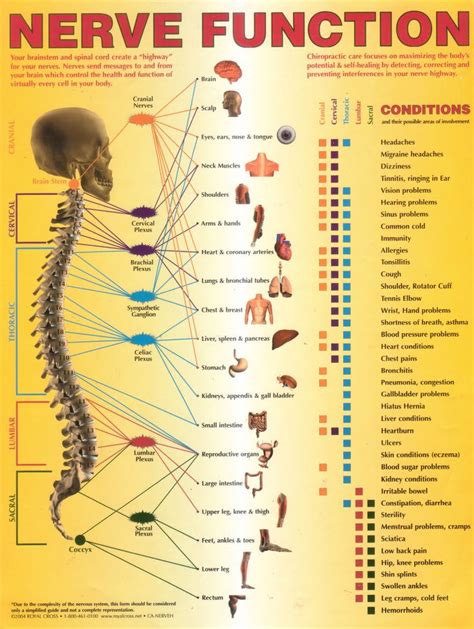 Nerve Function Chart Nerve Anatomy Chiropractic Care Spine Health
