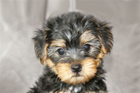 Yorkie Poo Dogs