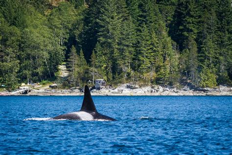 Orca Near Campbell River Bc Pinned By Haw Campbell River