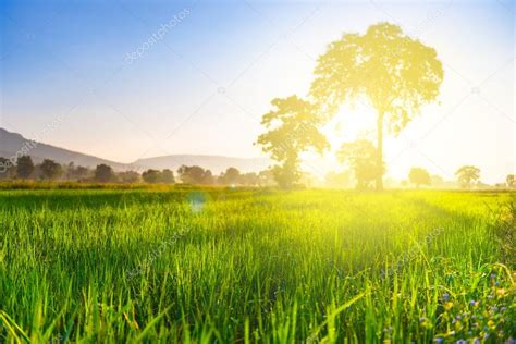 Rice Field With Sunshine In Morning Stock Photo By ©structuresxx 95863184