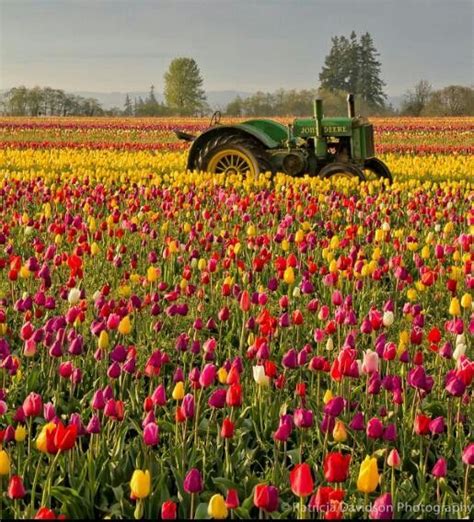 Tractor In Flower Field